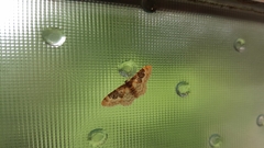 Idaea rusticata