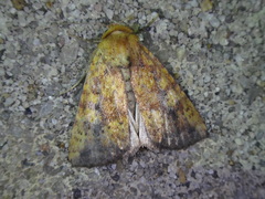 Perigea xanthioides