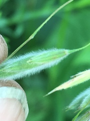 Bromus pubescens