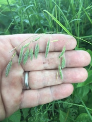 Bromus pubescens