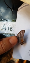 Chloreuptychia herseis