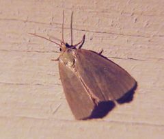 Protodeltote albidula