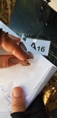 Chloreuptychia herseis