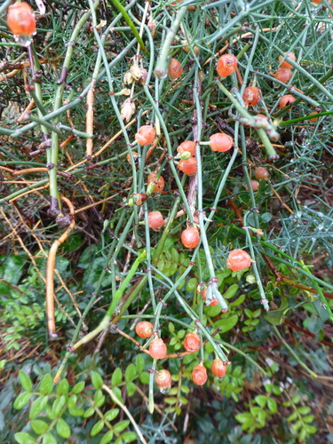 Image of Ephedra foeminea by (c) Sheelagh Halsey, some rights reserved (CC BY)