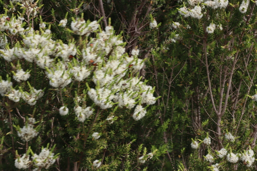 Image of Melaleuca styphelioides by (c) Tony Rebelo, some rights reserved (CC BY-SA)