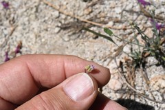 Boechera platysperma