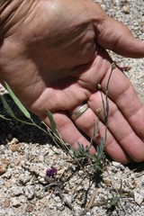 Boechera platysperma