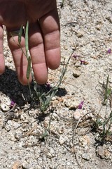 Boechera platysperma