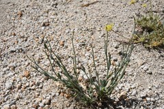 Boechera platysperma