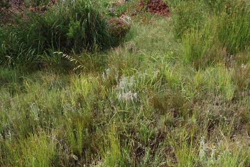 Image of Vellereophyton dealbatum by (c) Tony Rebelo, some rights reserved (CC BY-SA)