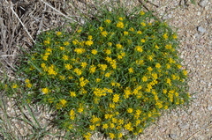 Pectis angustifolia