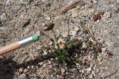 Boechera platysperma