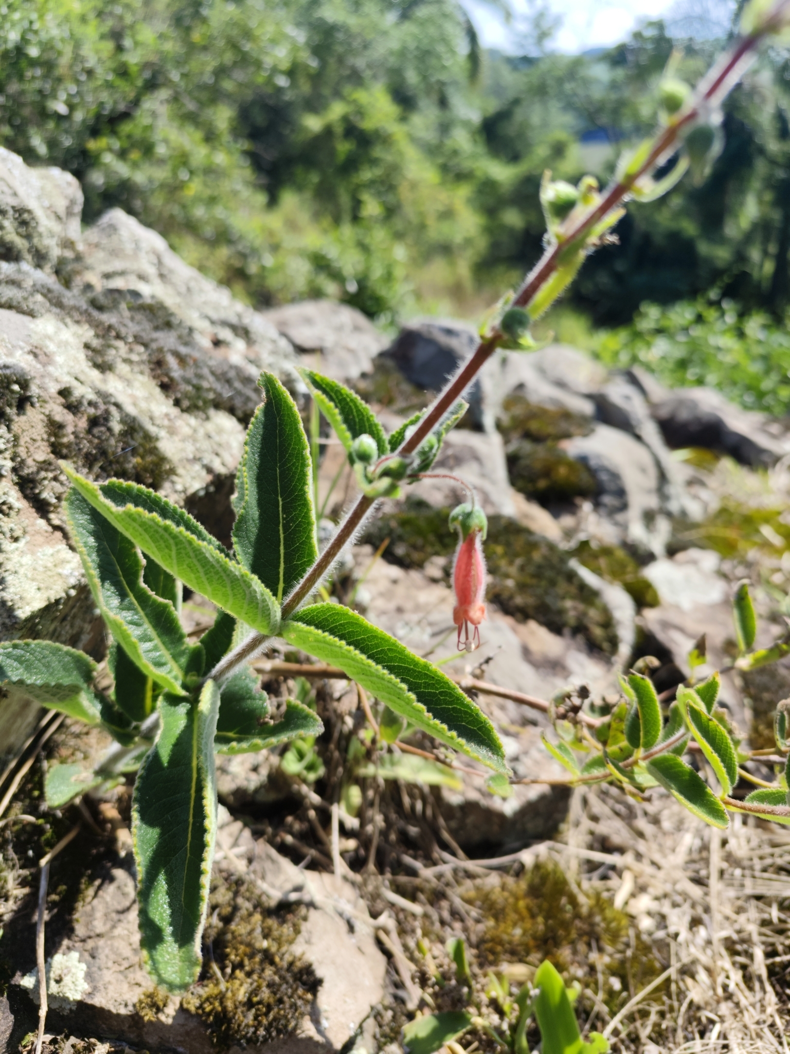 Sinningia sellovii