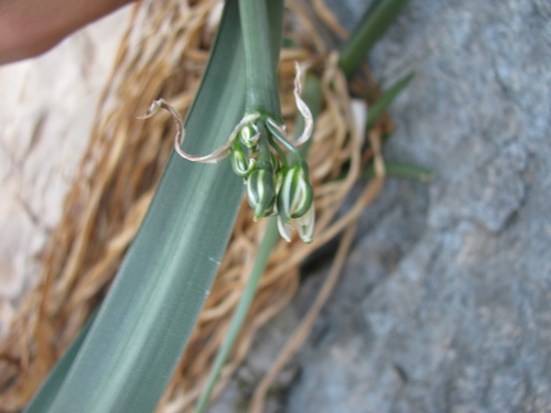 Vagaria parviflora, photograph 6