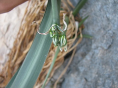 Vagaria parviflora, photograph (c) Nachman bones, some rights reserved (CC BY)