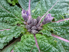 Mandragora officinarum, photograph (c) Sheelagh Halsey, some rights reserved (CC BY)
