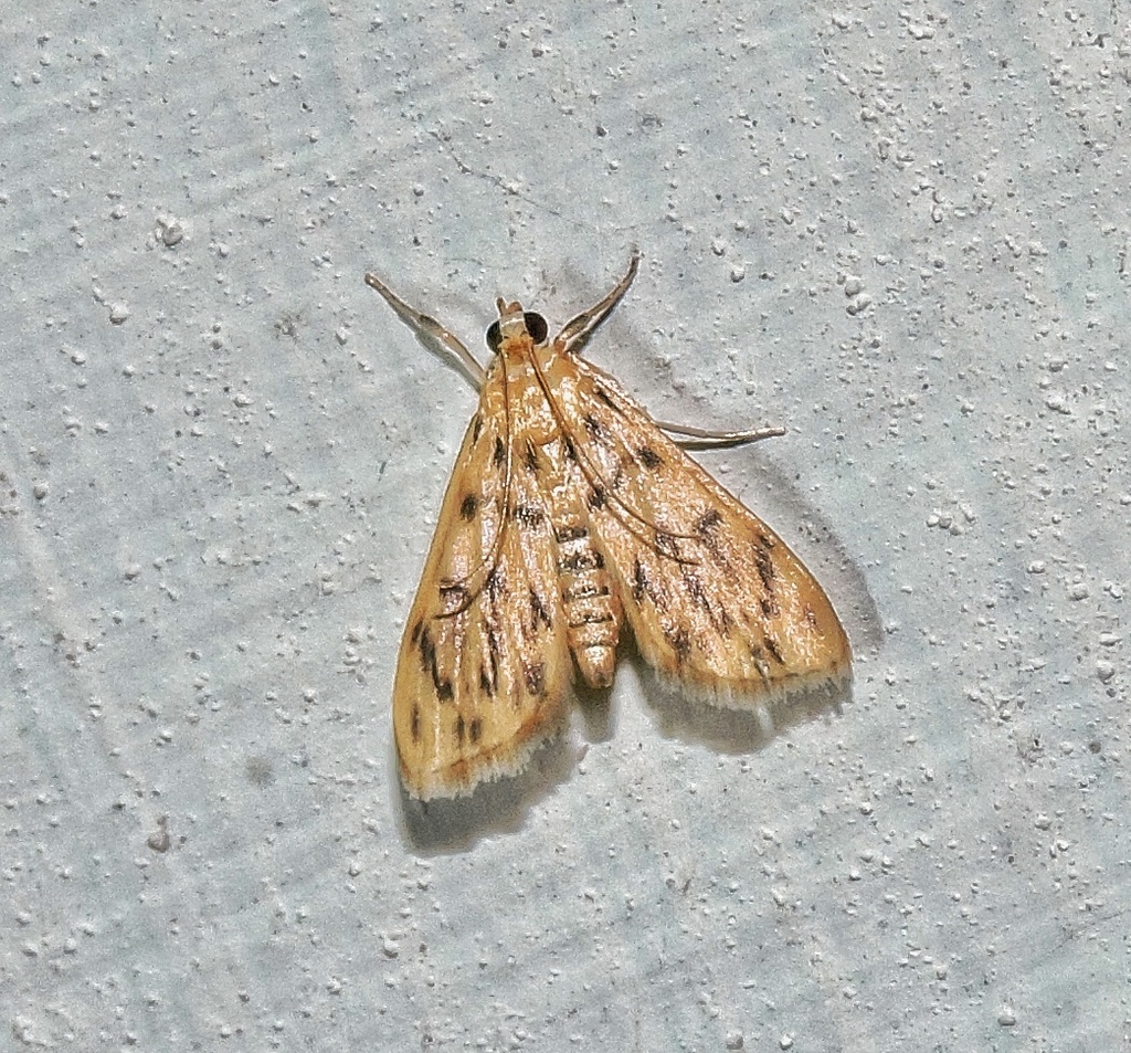 Mimetebulea