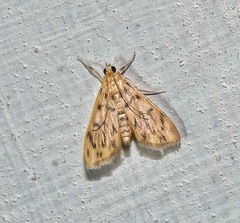 Mimetebulea