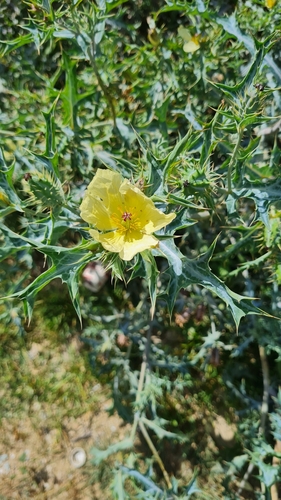 Mexican Poppy