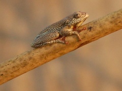 Hyperolius parallelus