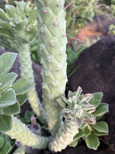 Euphorbia lugardiae, photograph 2