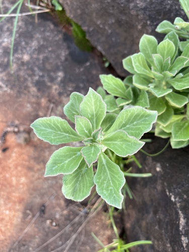 Euphorbia lugardiae, photograph 3