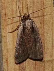 Eueretagrotis attentus