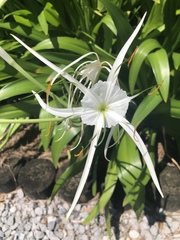 Hymenocallis liriosme