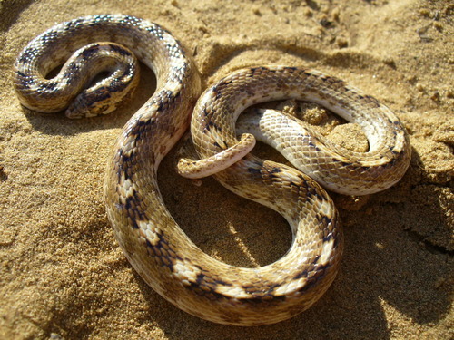 Sind Longnose Sand Snake