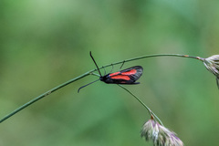 Zygaena osterodensis
