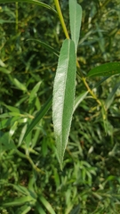 Salix alba