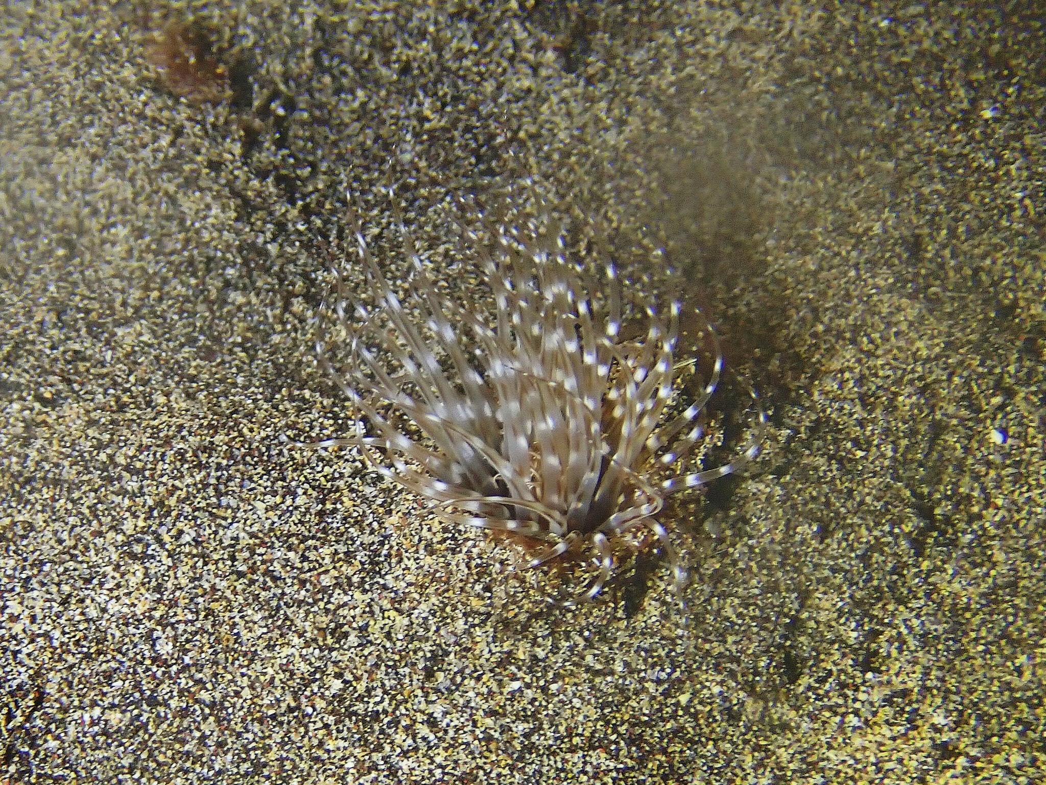 Pachycerianthus solitarius