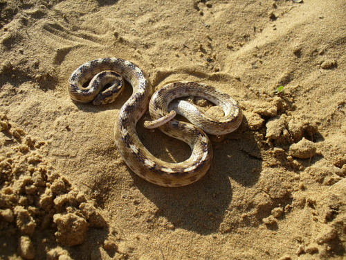Photo of a Sindh Awl-headed Snake (Lytorhynchus paradoxus)