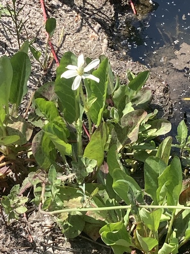 iNaturalist observation photo of Yerba Mansa