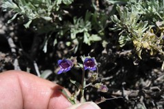 Penstemon roezlii