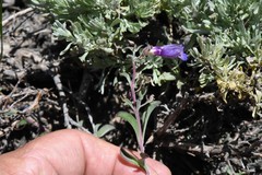 Penstemon roezlii