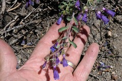 Penstemon roezlii