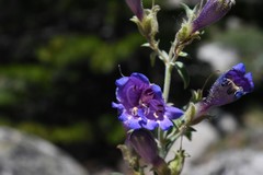 Penstemon roezlii