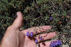 Penstemon roezlii