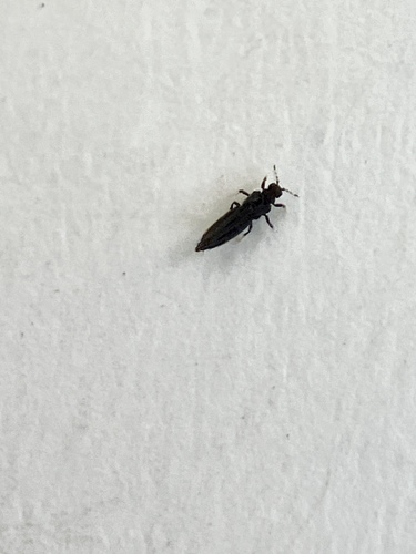 Redbanded Thrips photo 5