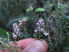 Erica strigosa