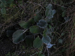 Hermas lanata