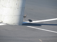 Euphagus cyanocephalus