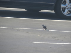 Euphagus cyanocephalus