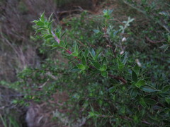 Cliffortia tridentata