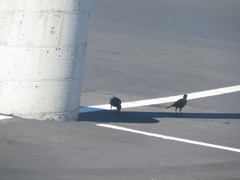 Euphagus cyanocephalus