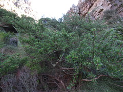 Cliffortia tridentata