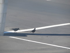 Euphagus cyanocephalus