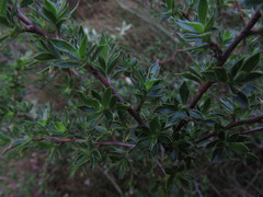 Cliffortia tridentata