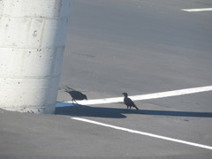 Euphagus cyanocephalus